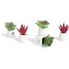 Green Succulents